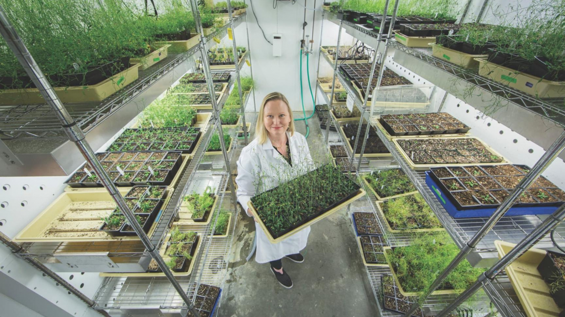 Lucia Strader with her lab team's crop of Arabidopsis thaliana at different stages of maturation